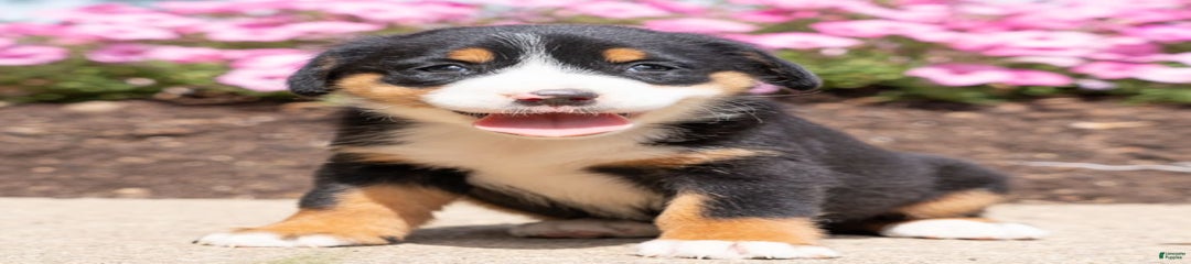 Heidi