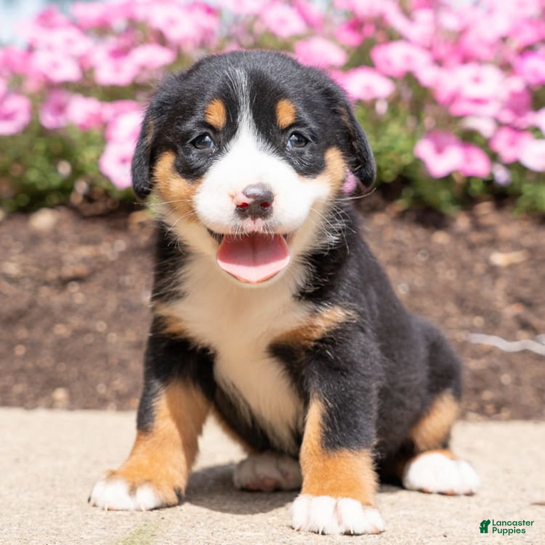 Greater Swiss Mountain Dog dogs for sale: Heidi - Image 1