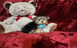 Yorkshire Terrier dogs for sale: LOUIE - Image 9