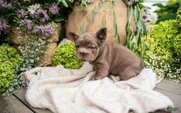 French Bulldog dogs for sale: Opal - Image 10