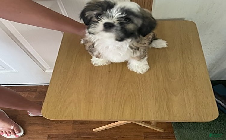 Shih Tzu dogs for sale - Ad 2