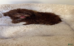 Shihpoo dogs for sale: Bunny - Image 2