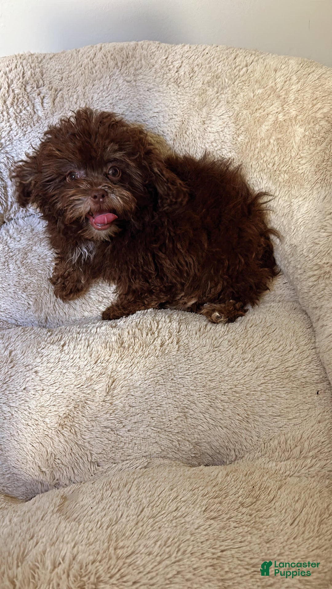 Shihpoo dogs for sale: Bunny - Image 2