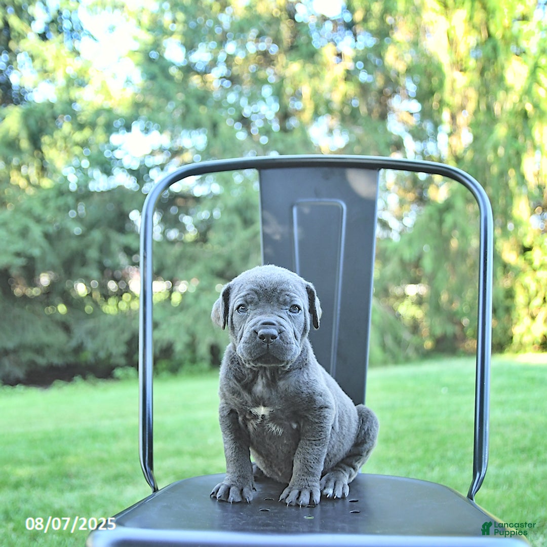 Cane Corso dogs for sale: Asia - Image 2