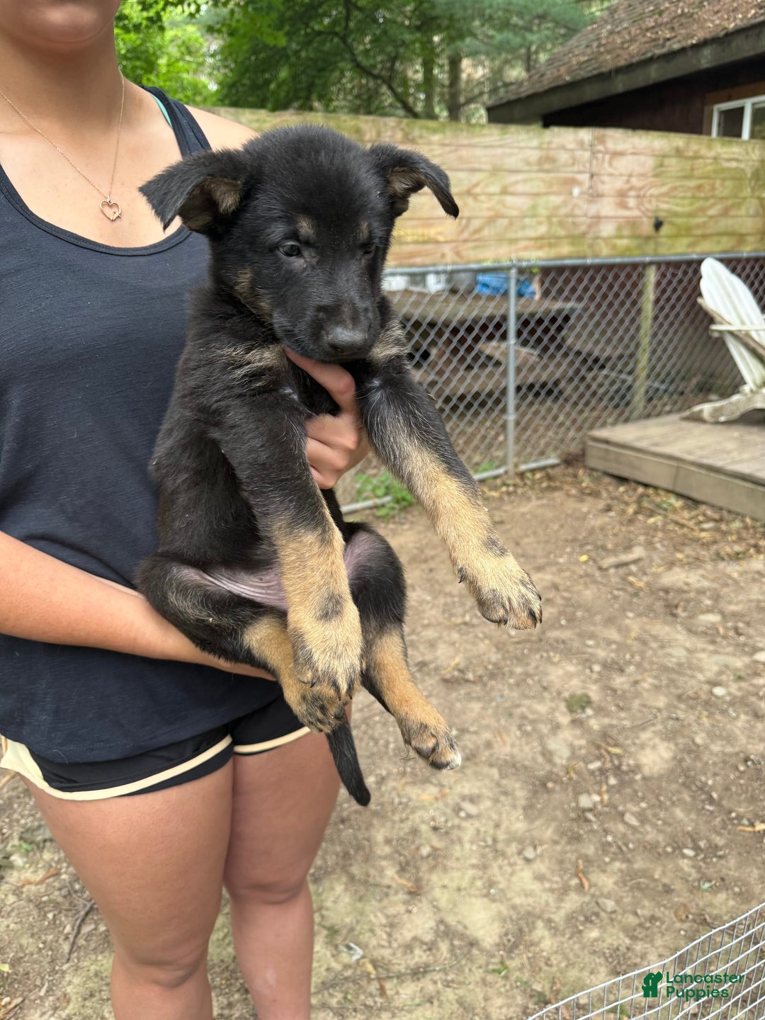 German Shepherd dogs for sale: Princess - Image 16