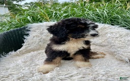 Bernedoodle dogs for sale: Paisley - Image 1