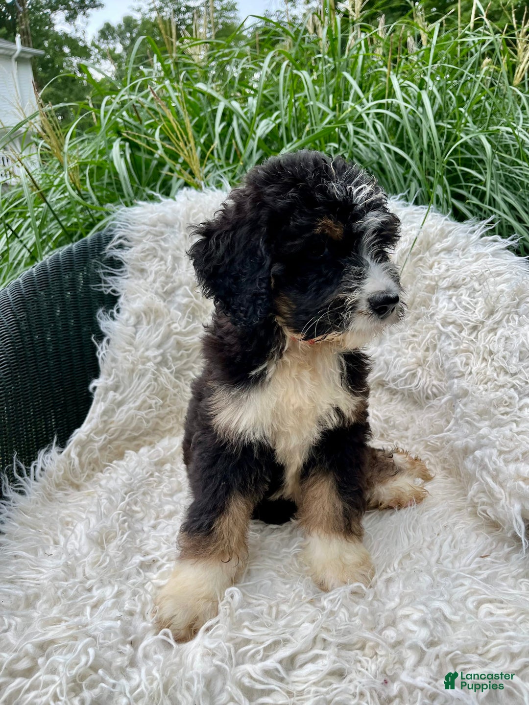 Bernedoodle dogs for sale: Paisley - Image 1