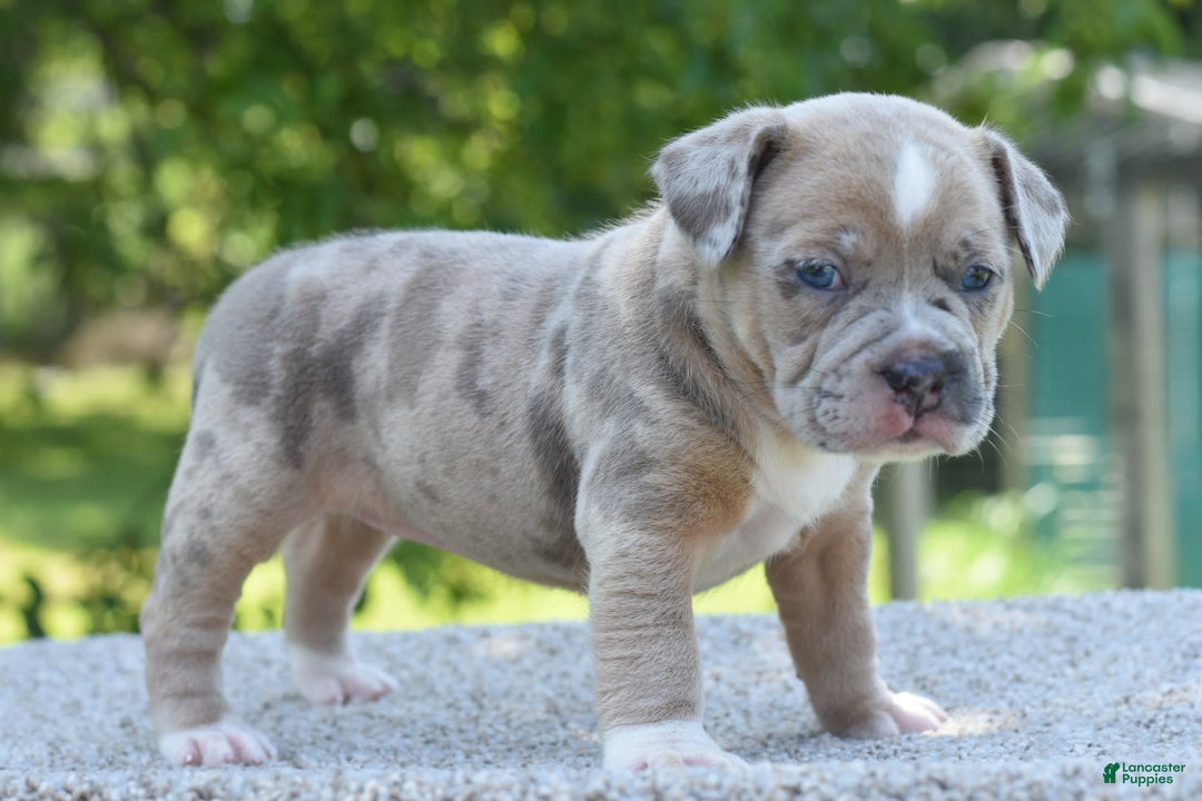 Olde English Bulldogge dogs for sale: Rosie Mini Bulldogge - Image 3