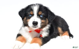 Australian Shepherd dogs for sale: Kylo - Image 6