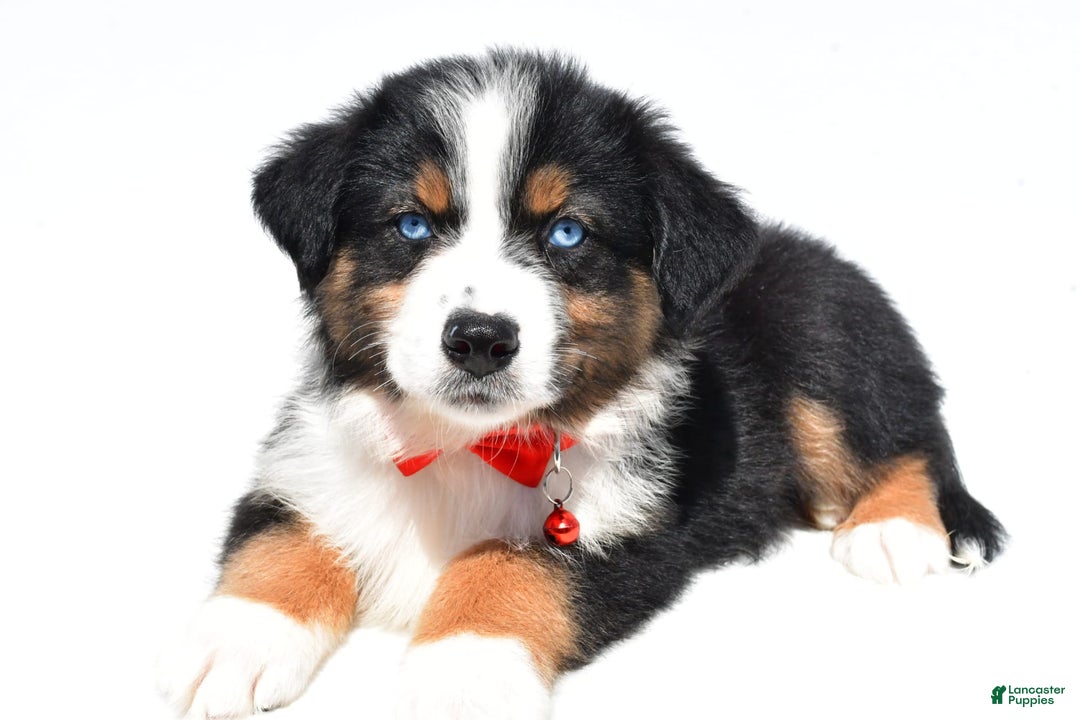Australian Shepherd dogs for sale: Kylo - Image 6