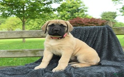 English Mastiff dogs for sale: Macey - Image 2