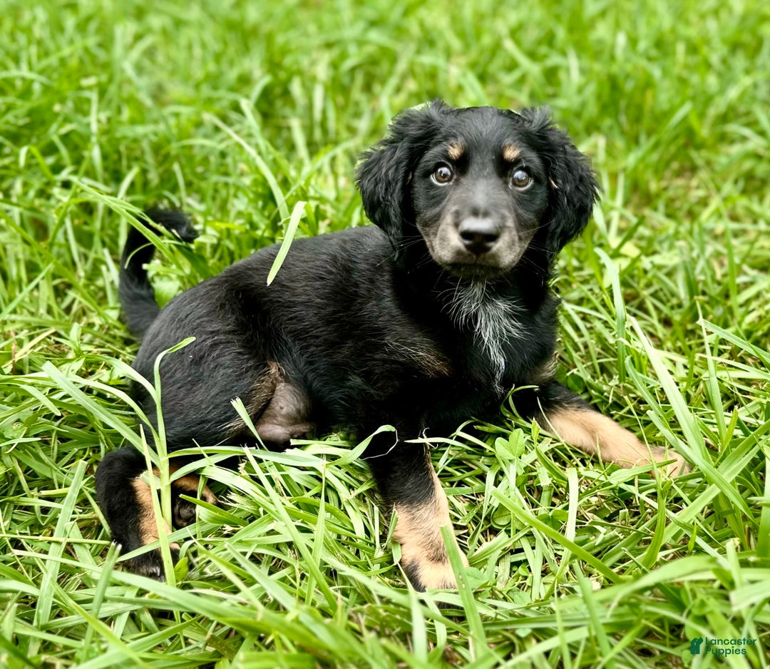 Dachshund dogs for sale: Molasses - Image 4
