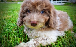 Havapoo dogs for sale: Bambam - Image 10