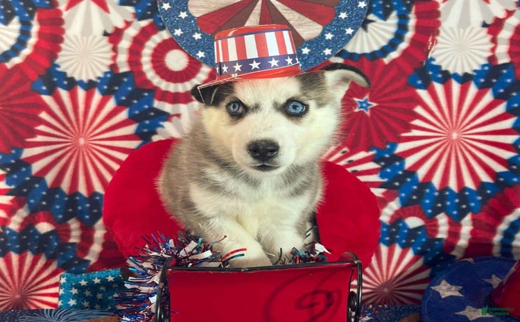 Siberian Husky dogs for sale - Ad 1