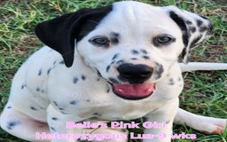 Dalmatian dogs for sale: Belles Pink Lua Girl - Image 12