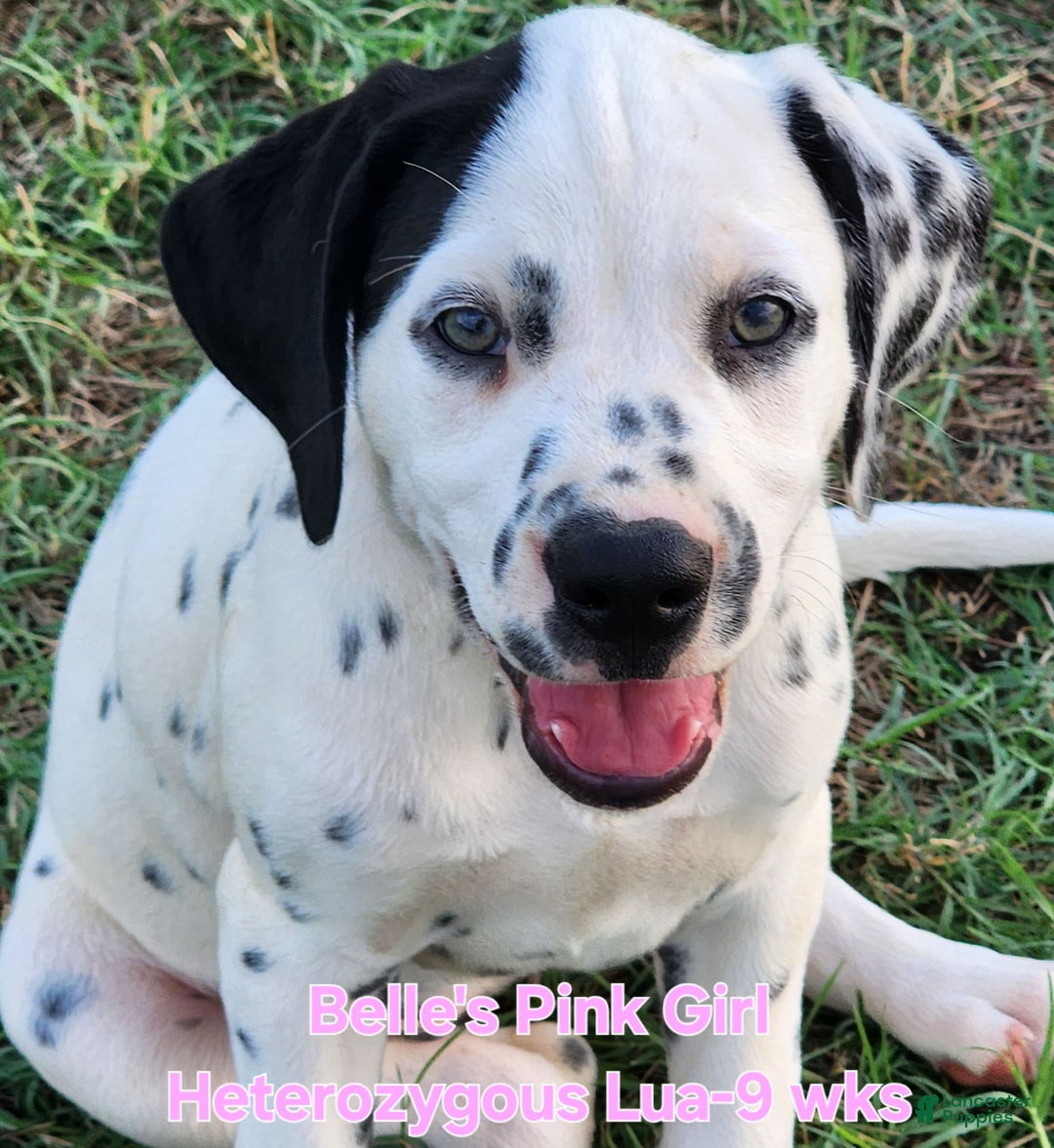 Dalmatian dogs for sale: Belles Pink Lua Girl - Image 12