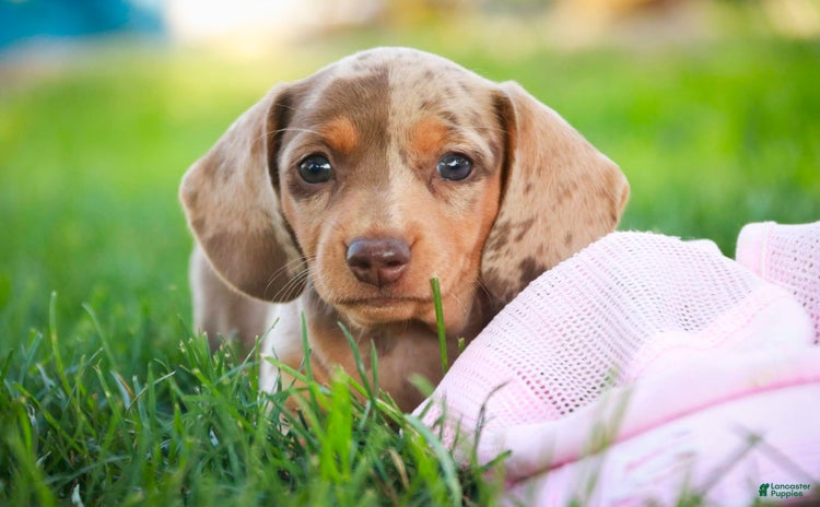 Miniature Dachshund dogs for sale - Ad 3
