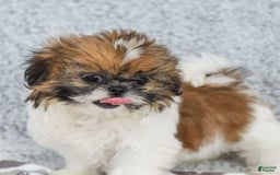 Shih Tzu dogs for sale: Kimberly - Image 1