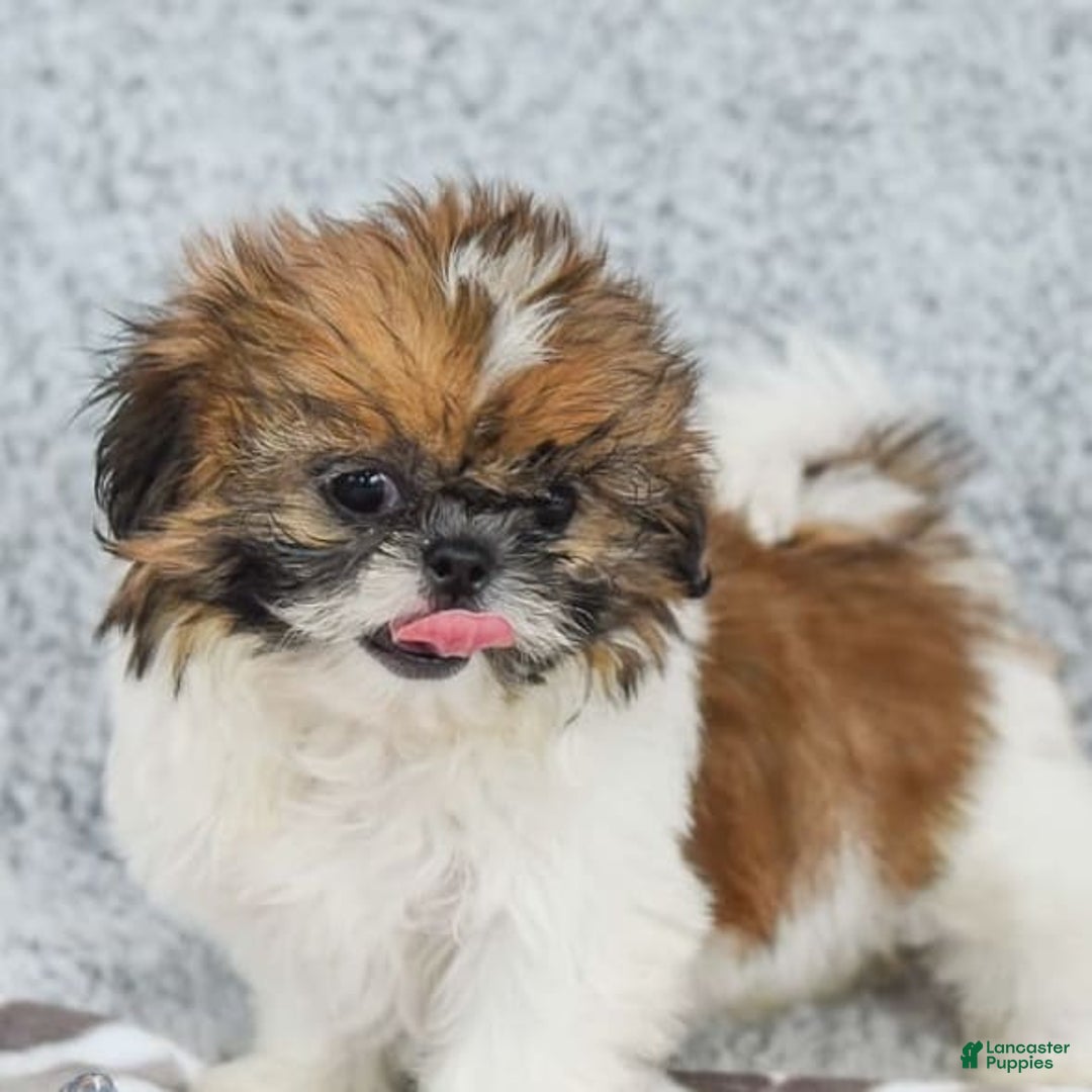 Shih Tzu dogs for sale: Kimberly - Image 1