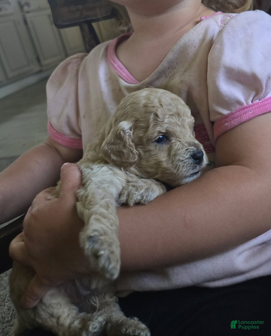 Miniature Poodle dogs for sale: Tulip - Image 6