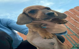 Miniature Dachshund dogs for sale: Twins - Image 18
