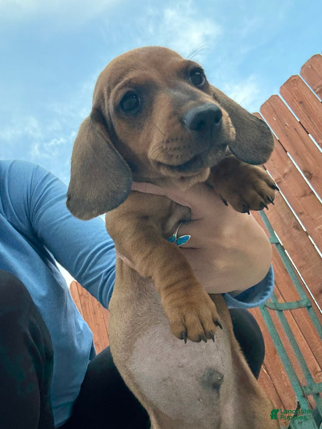 Miniature Dachshund dogs for sale: Twins - Image 18