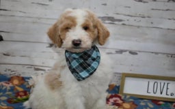 Standard Poodle dogs for sale: Gus - Image 10