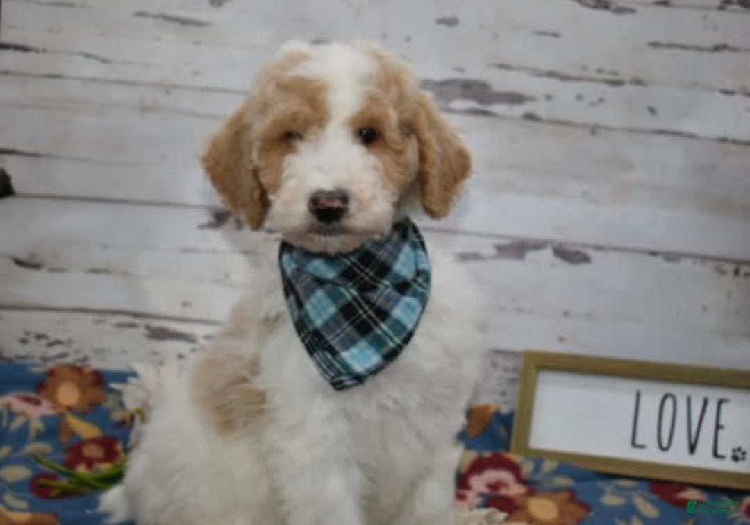 Standard Poodle dogs for sale: Gus - Image 10