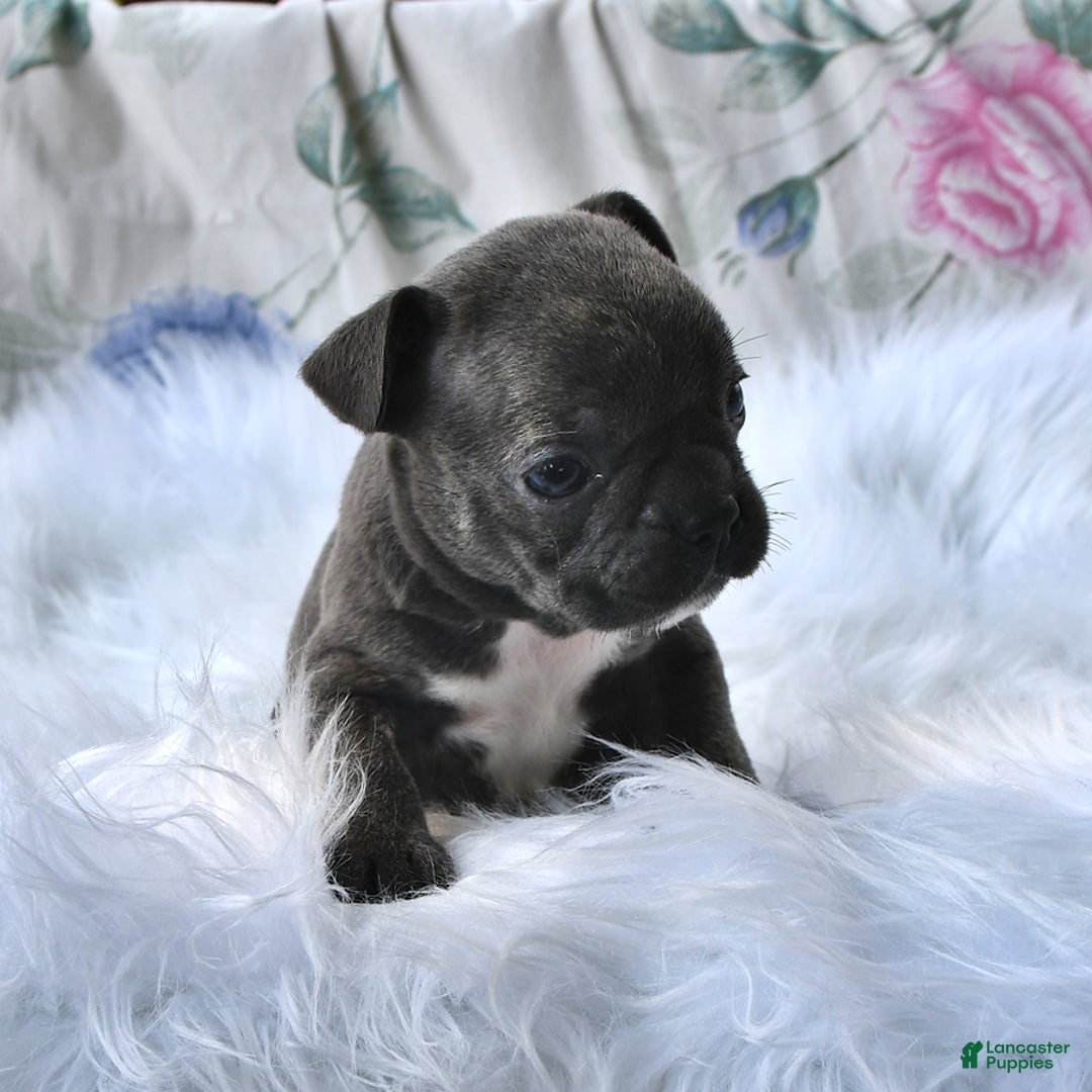 Frenchton dogs for sale: Twinkleberry - Image 8