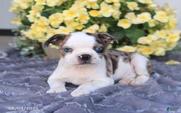 Boston Terrier dogs for sale: Hunter - Image 4