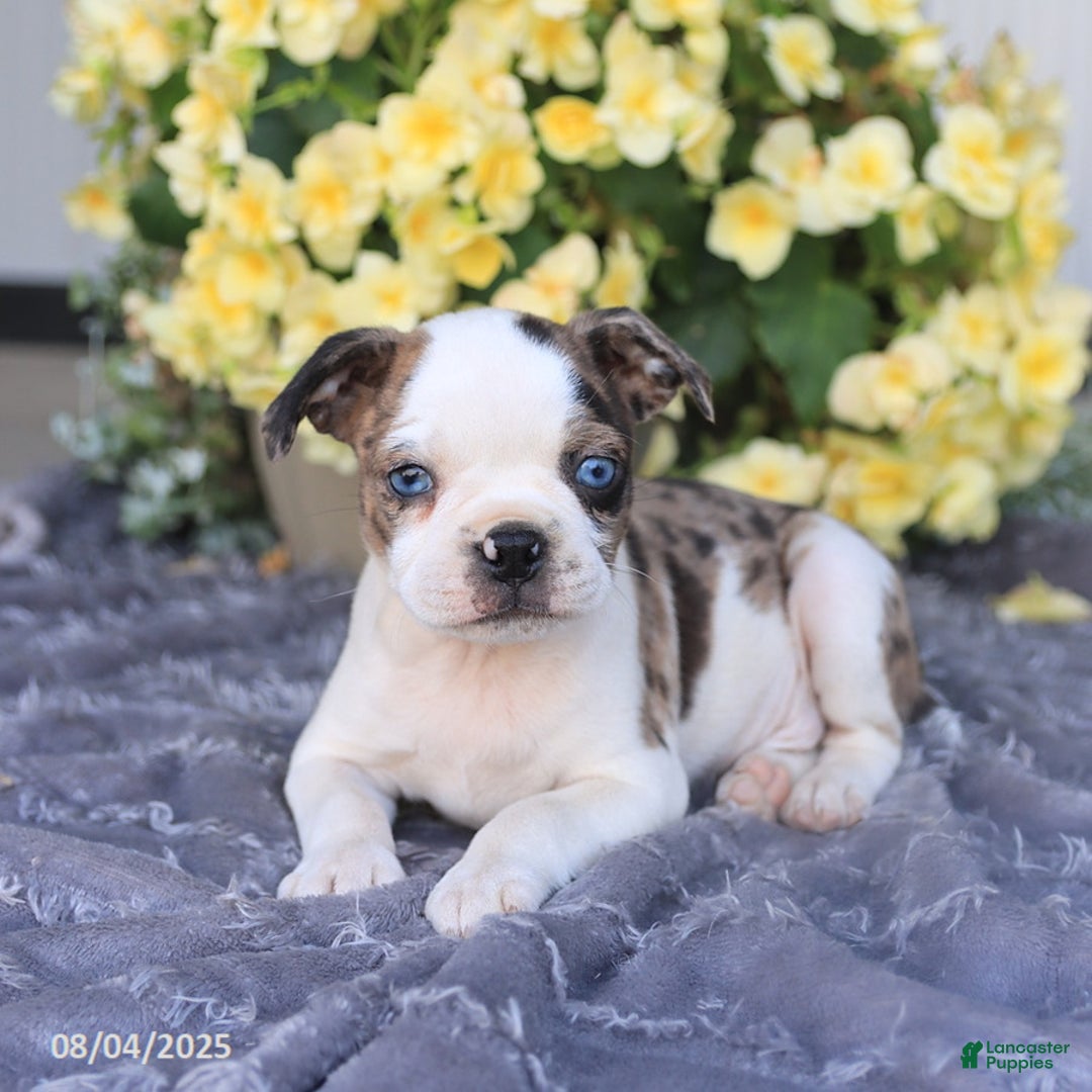 Boston Terrier dogs for sale: Hunter - Image 4