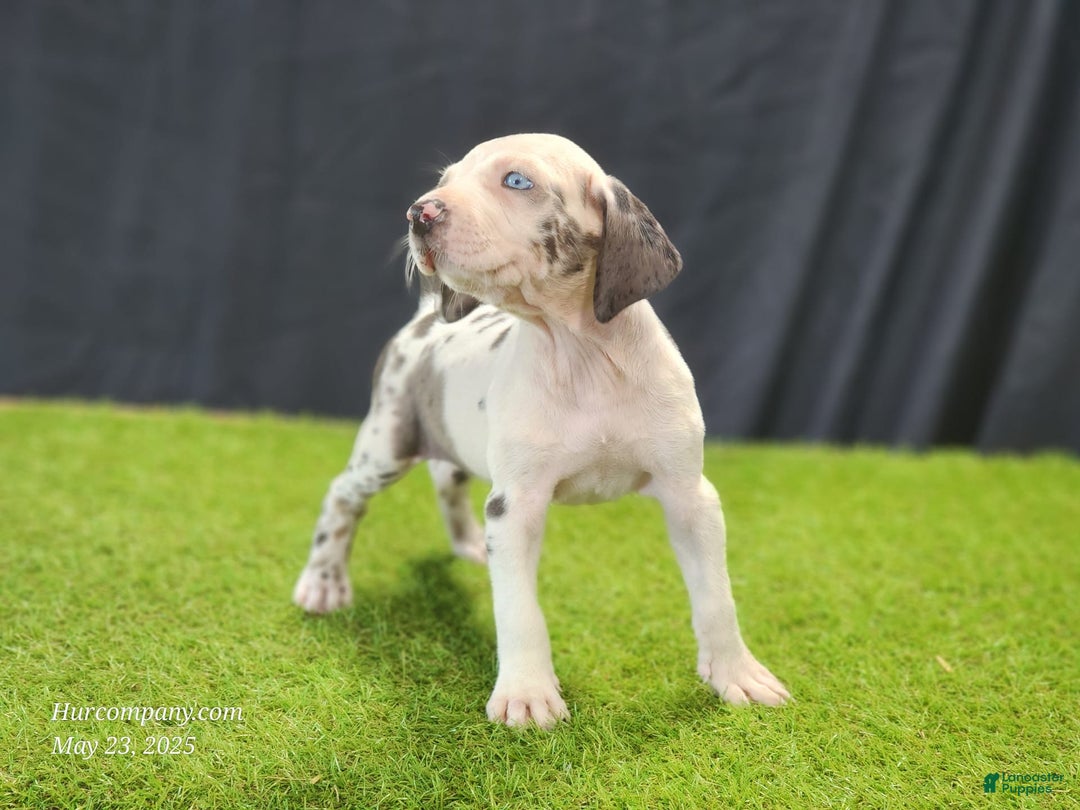 Catahoula Leopard Dog dogs for sale: Diamond 2025 F3 - Image 14