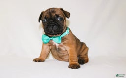 French Bulldog dogs for sale: Apollo Akc 🐾 - Image 20
