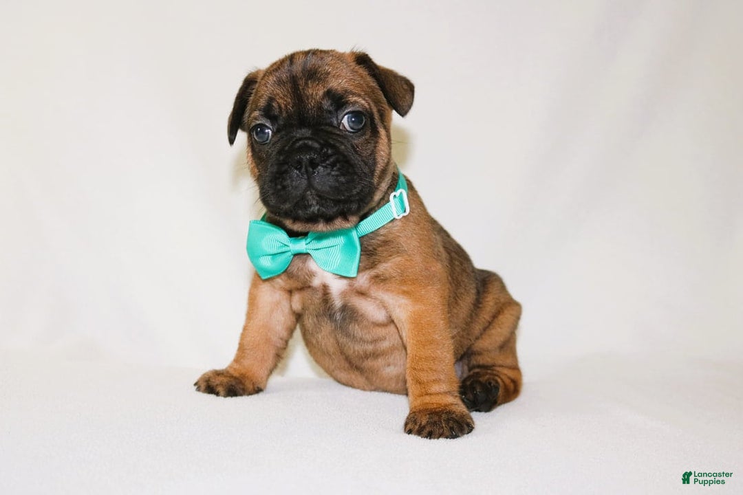 French Bulldog dogs for sale: Apollo Akc 🐾 - Image 20