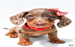 Miniature Dachshund dogs for sale: Logan - Image 4
