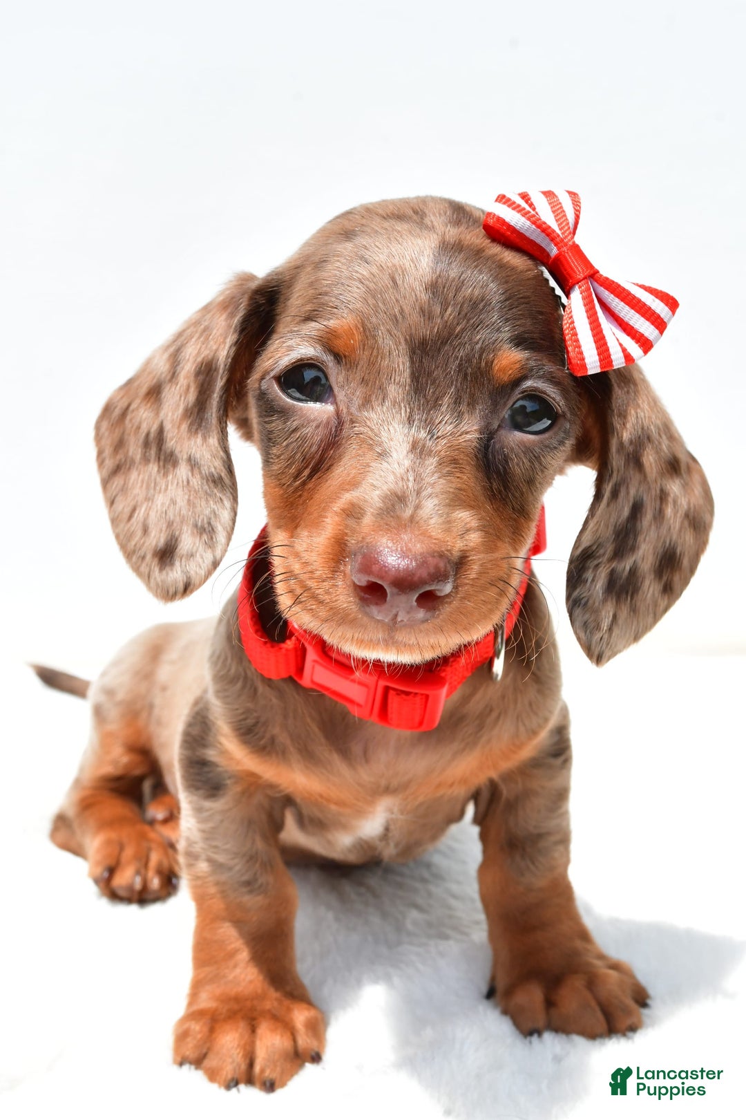 Miniature Dachshund dogs for sale: Logan - Image 4
