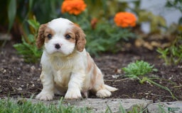 Cavalier King Charles Spaniel dogs for sale: Charlie - Image 7