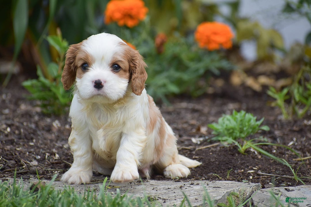 Cavalier King Charles Spaniel dogs for sale: Charlie - Image 7