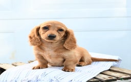 Dachshund dogs for sale: Barbie - Image 1