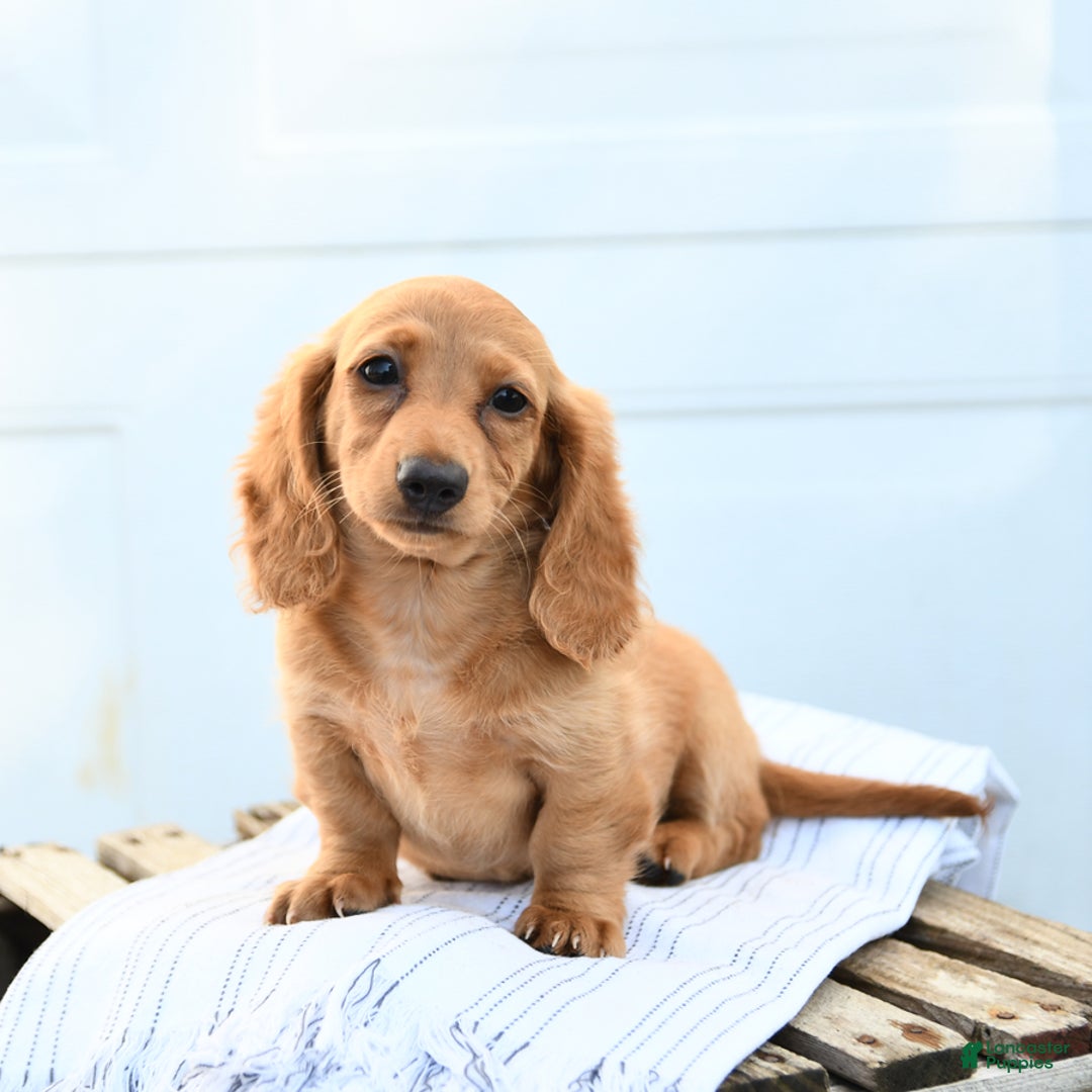 Dachshund dogs for sale: Barbie - Image 1