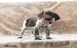 German Shorthaired Pointer dogs for sale: Brooklyn - Image 5