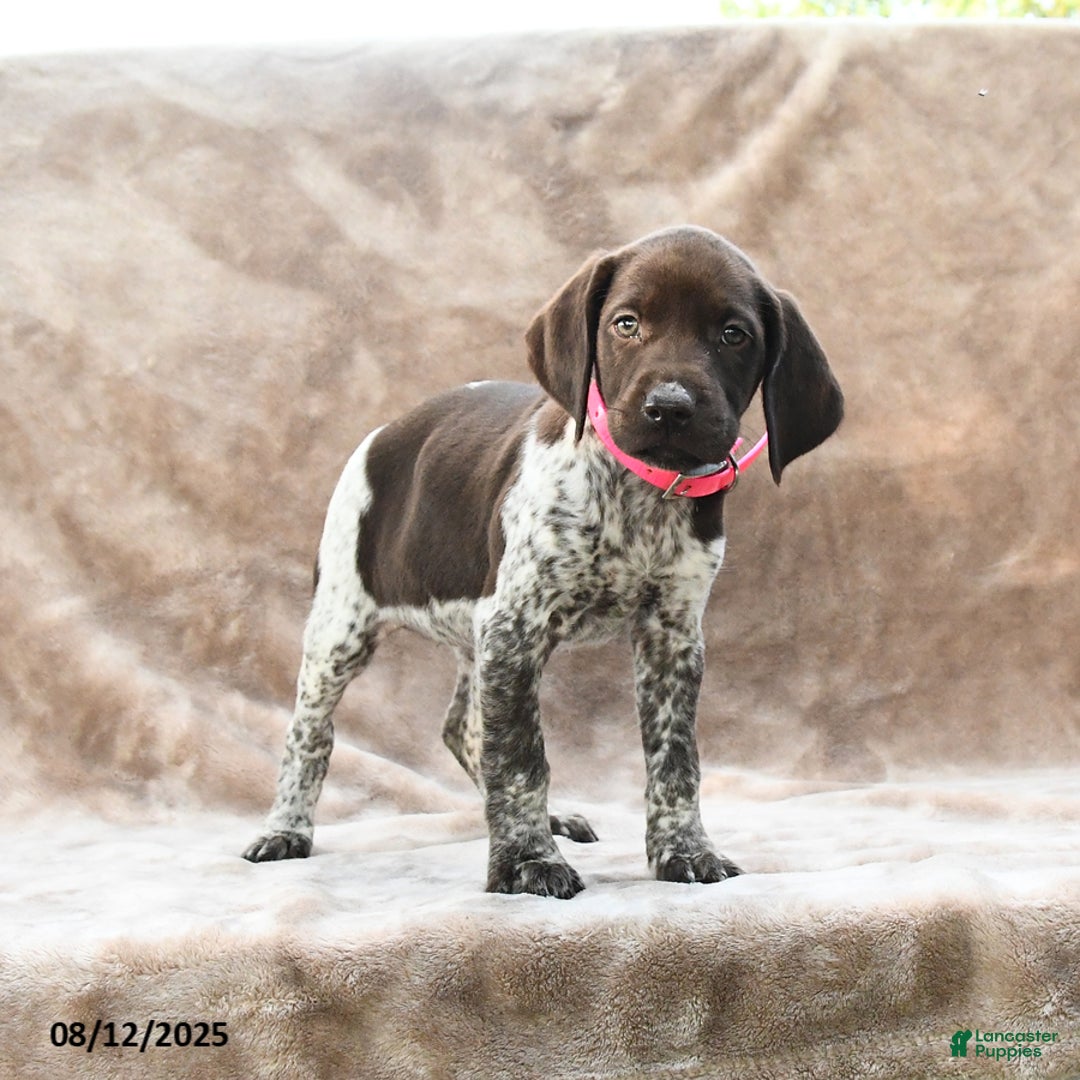 German Shorthaired Pointer dogs for sale: Brooklyn - Image 5