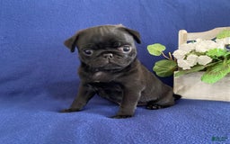 Pug dogs for sale: Eddie - Image 2