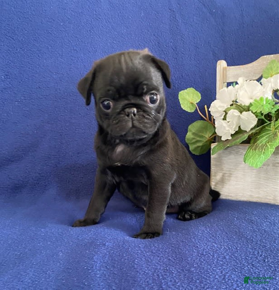 Pug dogs for sale: Eddie - Image 2