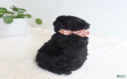 Toy Poodle dogs for sale: Toy Poodle 3 puppies - Image 2