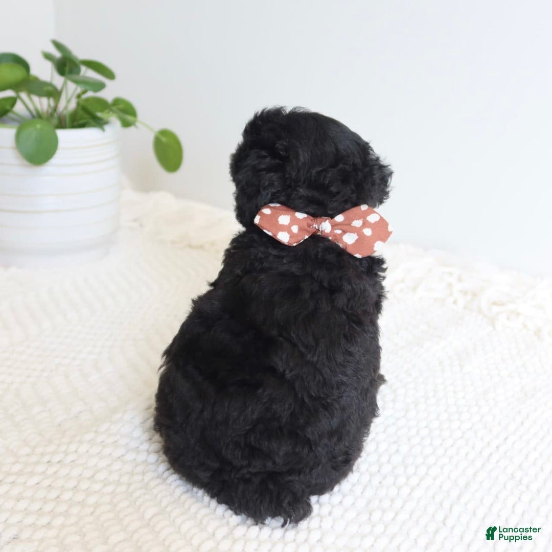 Toy Poodle dogs for sale: Toy Poodle 3 puppies - Image 2