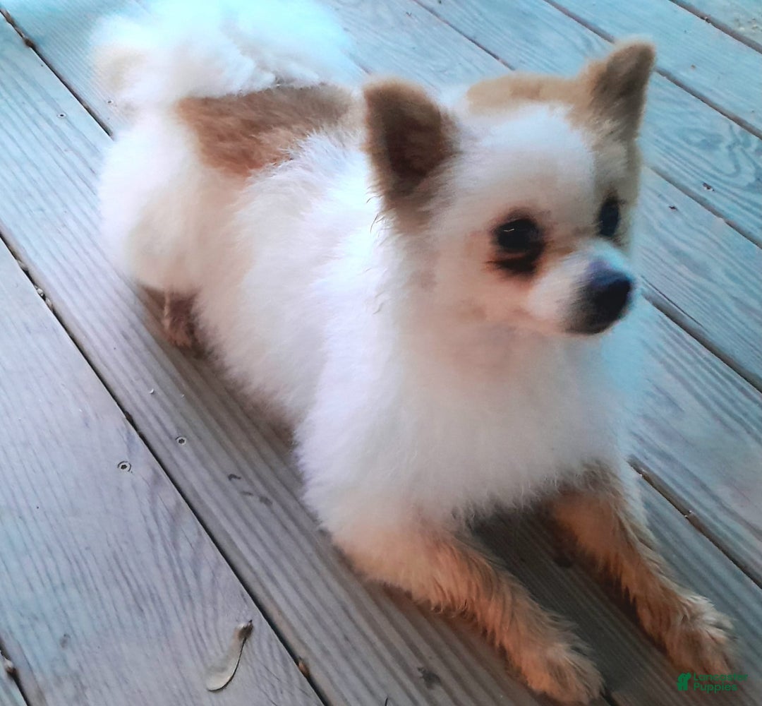 Pomeranian dogs for sale: Remi - Image 11