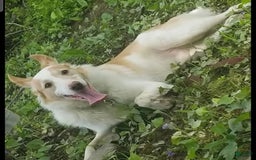 Border Collie dogs for sale: Dasiy - Image 9