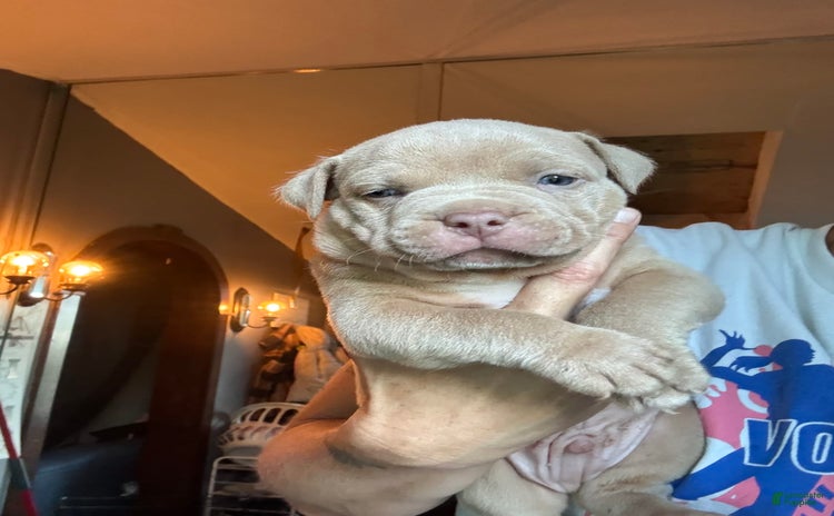 American Bully dogs for sale - Ad 1