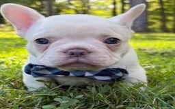 French Bulldog dogs for sale: Larry - Image 8